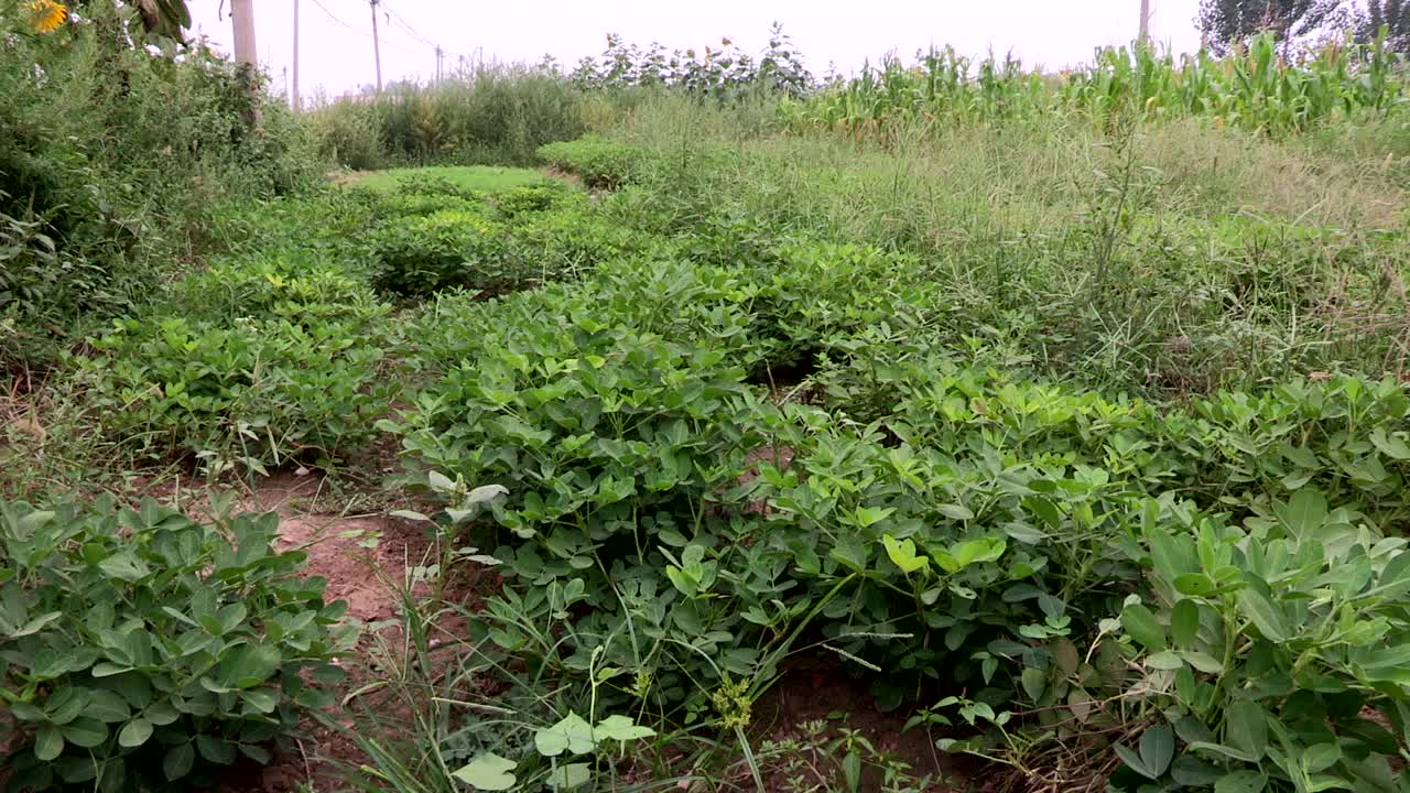 posibilidad remota de arbustos de maní de china
