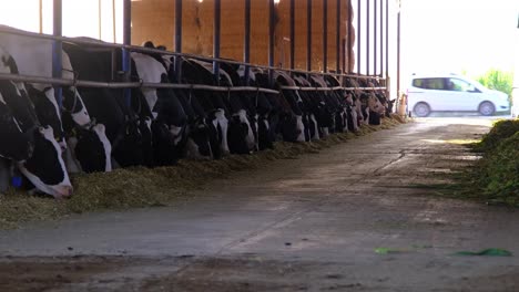 Eine-Kuh--Und-Kälberfarm-In-Der-Türkei,-Ein-Hirte-Und-Eine-Herde-Auf-Dem-Dach,-Während-Das-Kalb-Gefüttert-Wird