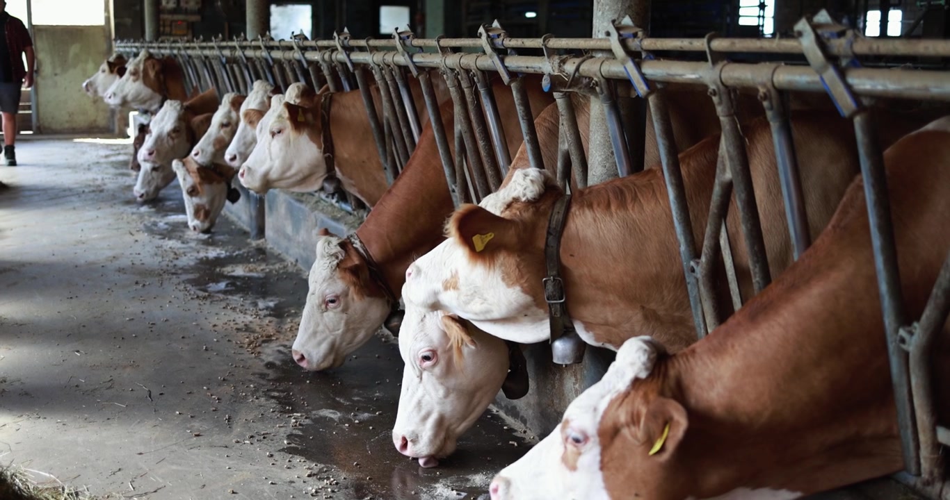 Mucche che mangiano e bevono nelle stalle di un allevamento di bovini da latte