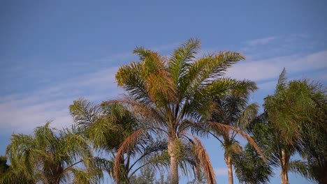 Palmen-Gegen-Den-Blauen-Himmel,-Der-Bei-Starkem-Wind-Weht