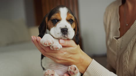The-owner-is-holding-a-cute-beagle-puppy-in-his-hands.-Cozy-house-with-a-pet