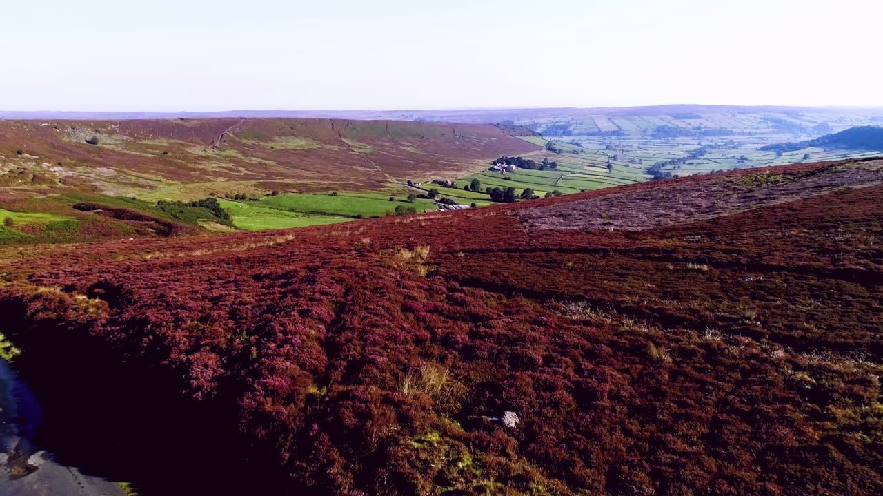 north york moors heather en danby dale - imágenes aéreas de drones de heather en plena floración en verano - clip 5