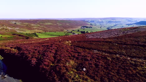 North-York-Moors-Heather-At-Danby-Dale-–-Drohnenaufnahmen-Von-Heide-In-Voller-Blüte-Im-Sommer-–-Clip-5