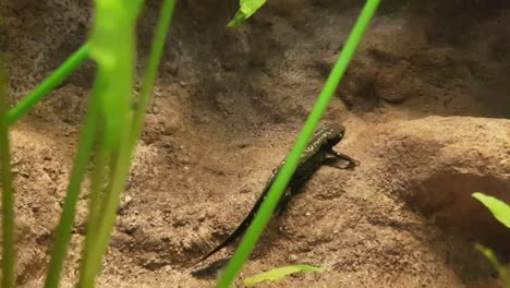 Salamander-underwater-in-front-of-brown-rocks