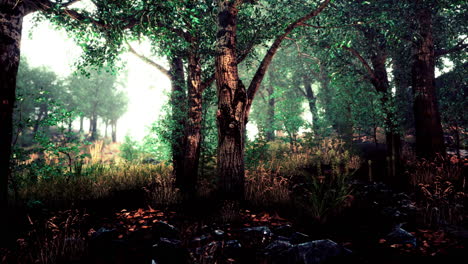 Fairy-tale-spooky-looking-woods-in-a-misty-day