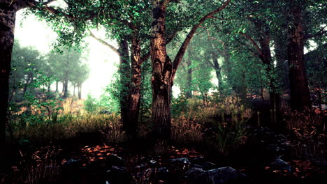 fairy tale spooky looking woods in a misty day