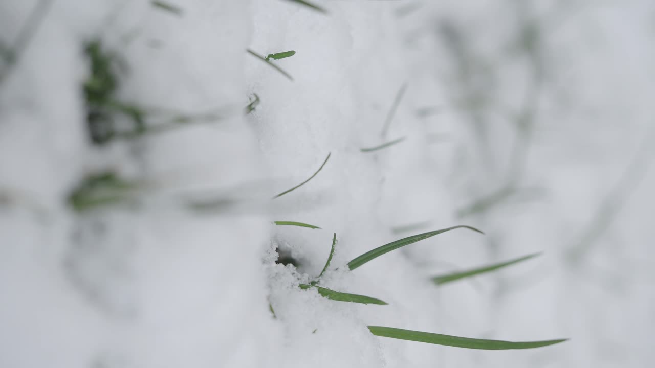 눈 속을 어보는 풀