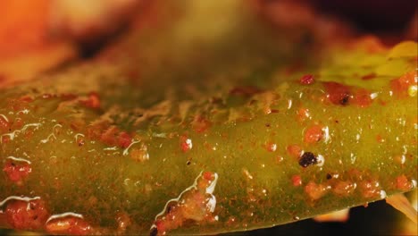 toma macro abstracta de primer plano cinematográfico de verduras a la parrilla - pimiento verde y calabacín - sazonadas con aceite de oliva, hierbas y especias