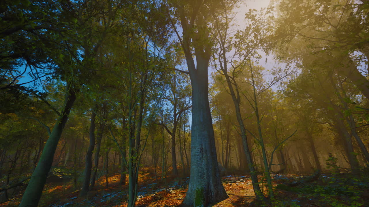 아침 안개와 함께 안개 가득한 가을 숲