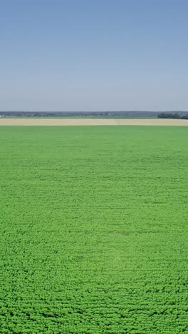field with young sunflower plantation