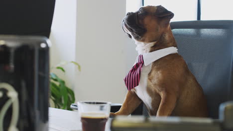 bulldog puppy dressed as businessman wearing collar and tie sitting at desk looking at computer