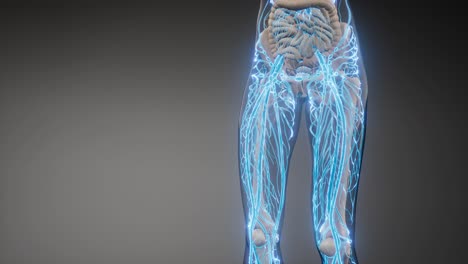vasos sanguíneos del cuerpo humano