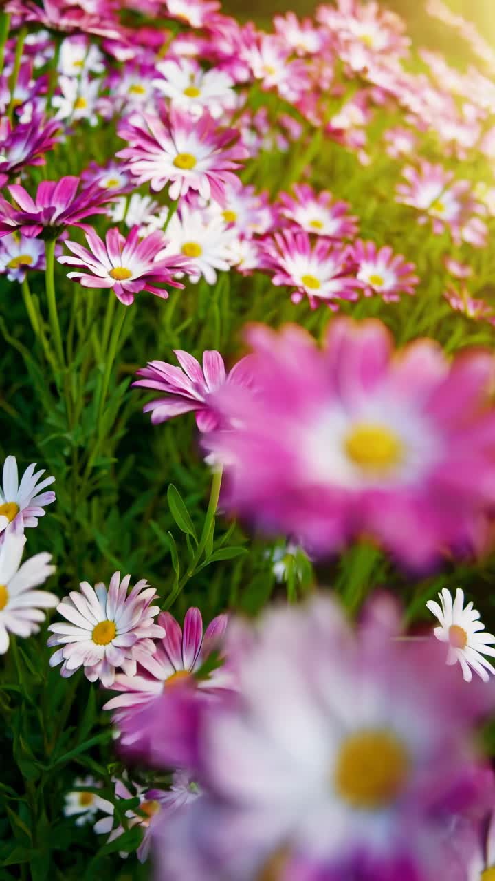 Video ravvicinato e vivido di margherite rosa e bianche in un giardino, ripreso da un angolo basso