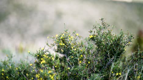 Gelbe-Wüstenblumen-Tagsüber-Am-Red-Rock-Canyon