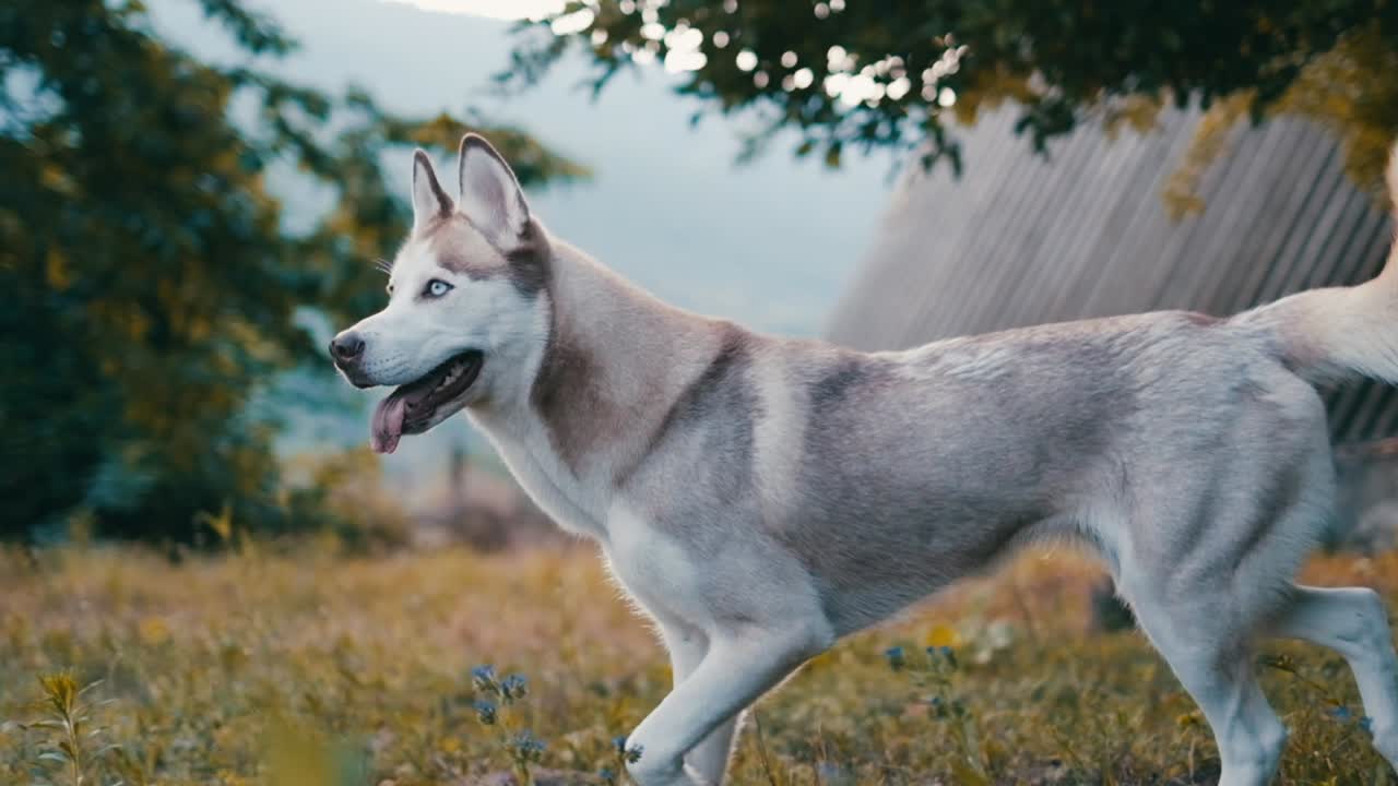 tiro de cámara lenta de primer plano de husky siberiano caminando por el jardín