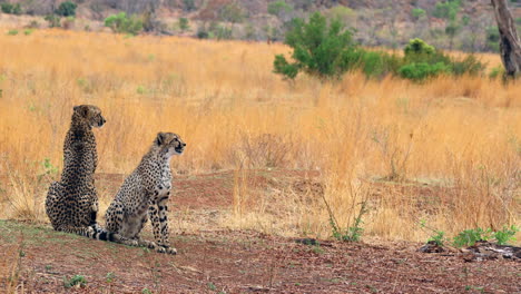 relaxed mom cheetah sits in dry field next to cub looking up, african wildlife
