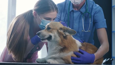 a team of veterinarians examines the ears of a sick corgi dog using an otoscope in veterinary clinic