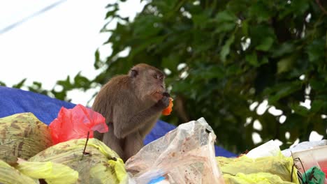 wild hungry crab-eating macaque, long-tailed macaque rummages through mountain of rubbish, piles of disposal wastes, searching for food in landfill site, close up shot