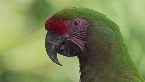primer plano lateral de guacamayo de frente roja moviendo la lengua y parpadeando los ojos