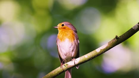 zoom in of european robin perched on tree branch under the sunlight