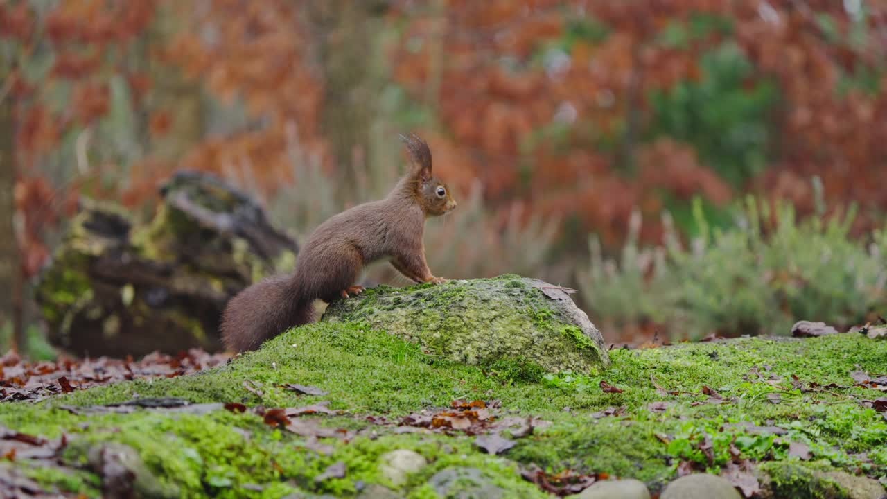 Slow motion af rødt egern, der springer hen over en løvfældt skovbund med halen flagrende bag sig og poserer på en sten