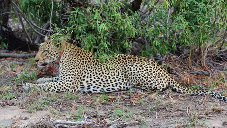 male leopard with tracking collar on the ground getting up after rubbing head then looks around