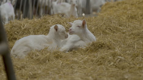 a pair of baby goats waking up in a nest of hay