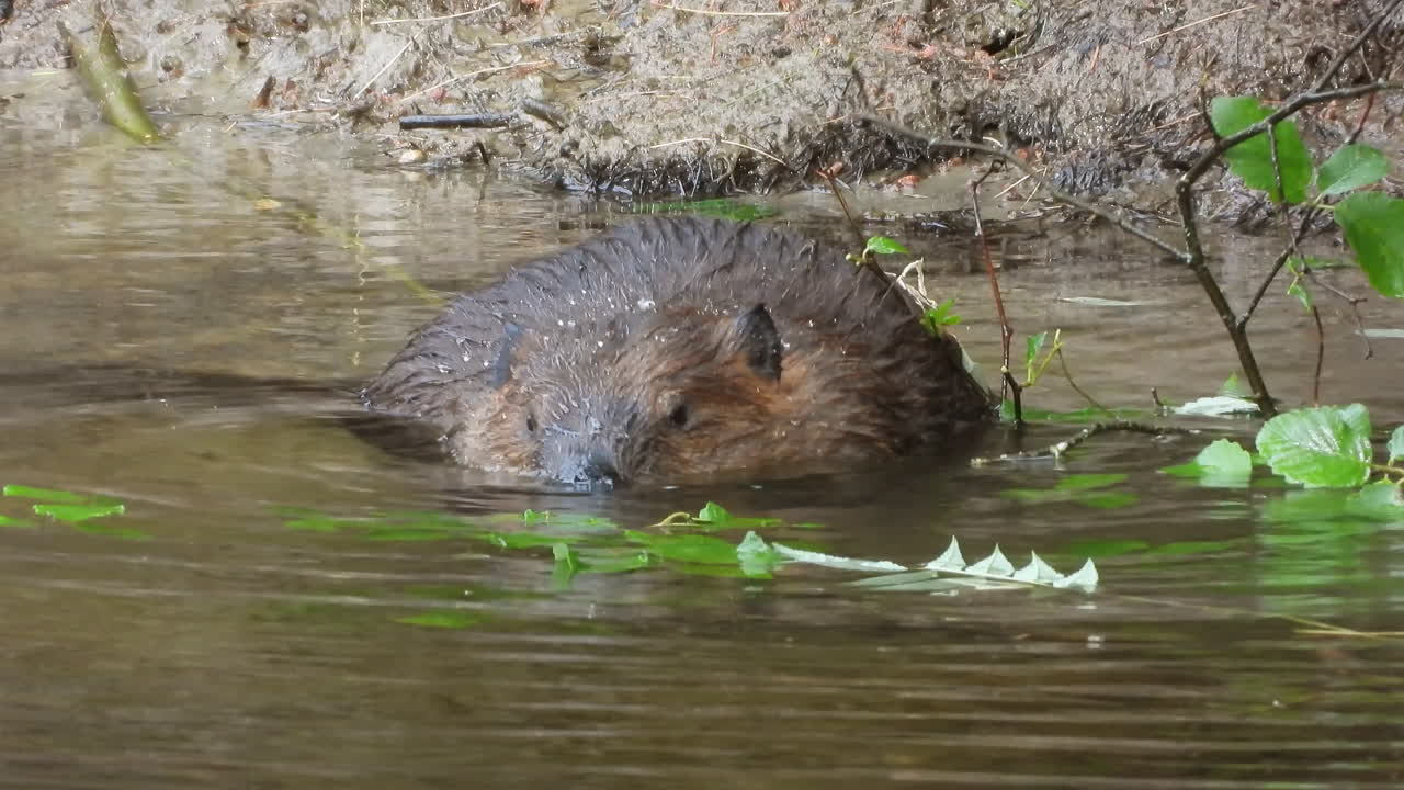 American beaver lunching in the river, alone, in the natural habitat wetland eating green leaves
