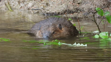 Castor-Americano-Almorzando-En-El-Río,-Solo,-En-El-Humedal-Del-Hábitat-Natural-Comiendo-Hojas-Verdes