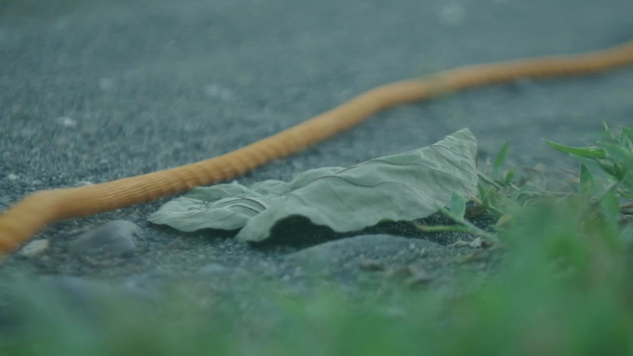 Close-up shot of yellow nylon rope being dragged across leaf on dirt road