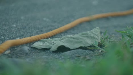 close-up shot of yellow nylon rope being dragged across leaf on dirt road