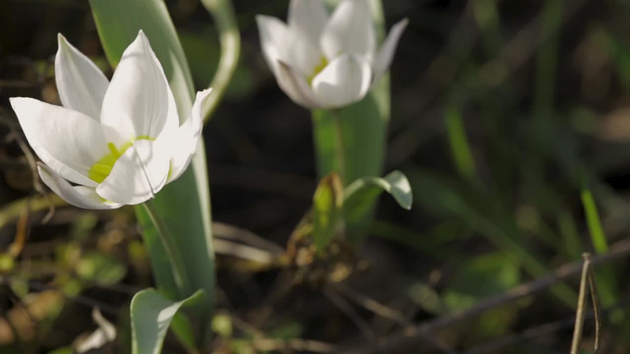 tulipán cretense blanco moviéndose suavemente en el viento - tulipa cretica floreciendo en el jardín de flores en zlotoryja, polonia