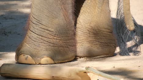 a detailed view of a terrestrial animal’s foot in close up, resembling the fawn-like appearance of an elephant’s foot on the forest floor
