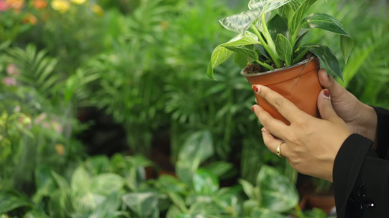 Plant and garden foliage