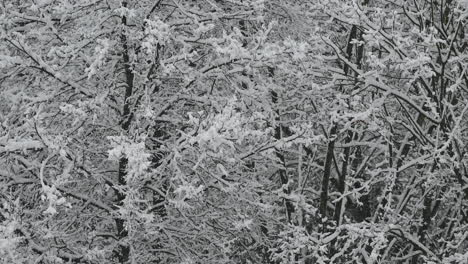 dense snow-covered forest branches in europe