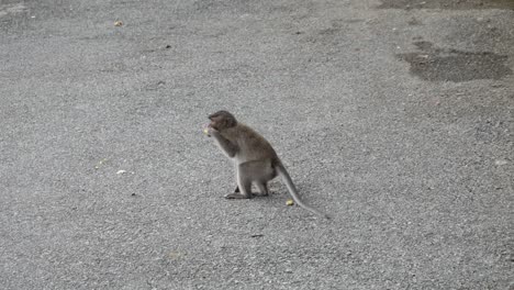 endangered-Con-Dao-Long-tailed-Macaque-Monkey-In-The-Archipelago-Of-Con-Dao-In-Vietnam