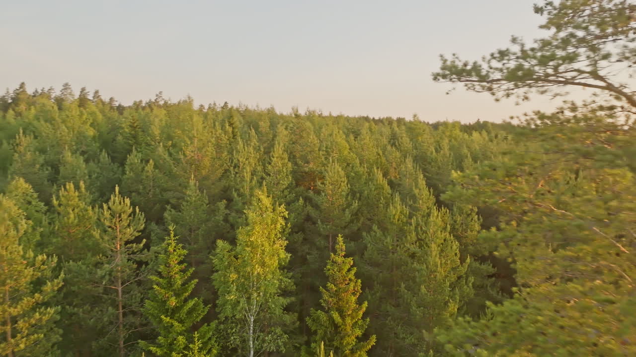 Aerial view around a tall pine tree and in front of sunlit forest, summer sunset
