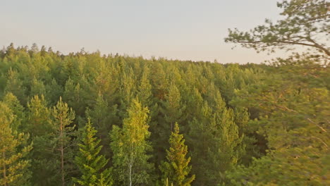 Aerial-view-around-a-tall-pine-tree-and-in-front-of-sunlit-forest,-summer-sunset