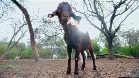 slow motion shot of a brown goat walking towards the camera with other goats behind in a natural setting with trees and dirt