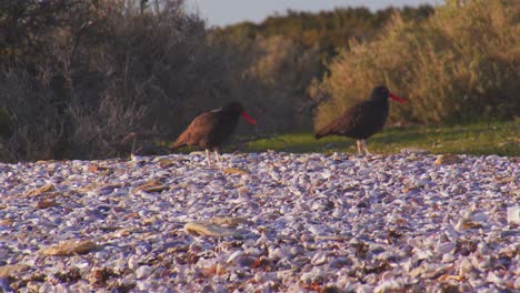 pair of black oystercatchers on the sandy beach standing with their striking red beaks