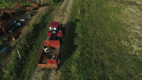 Roter-Alter-Traktor-Bei-Sonnenuntergang-In-Der-Nähe-Von-Kühen-Und-Grünen-Feldern,-Die-Die-Straße-Hinuntergehen