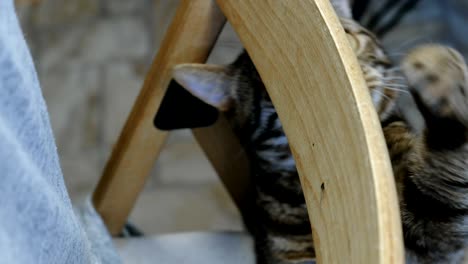 striped cat playing on chair. pets at home.