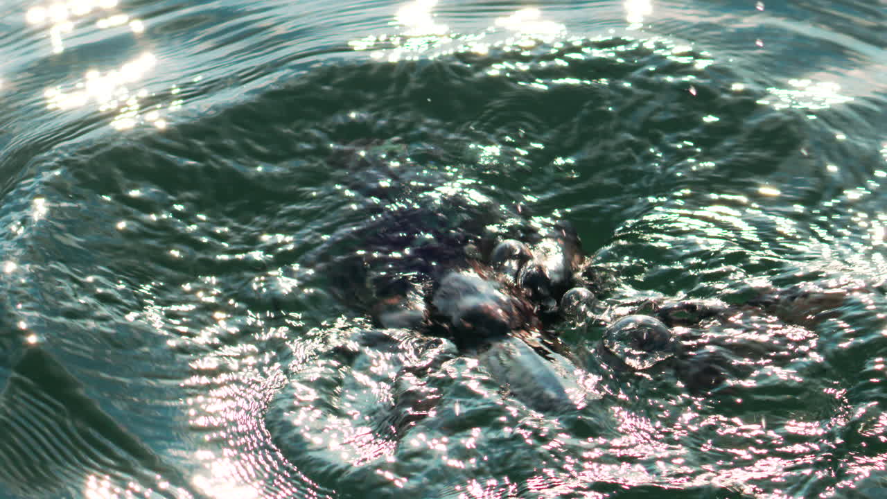 A black cormorant calmly floats on the sea surface under soft light