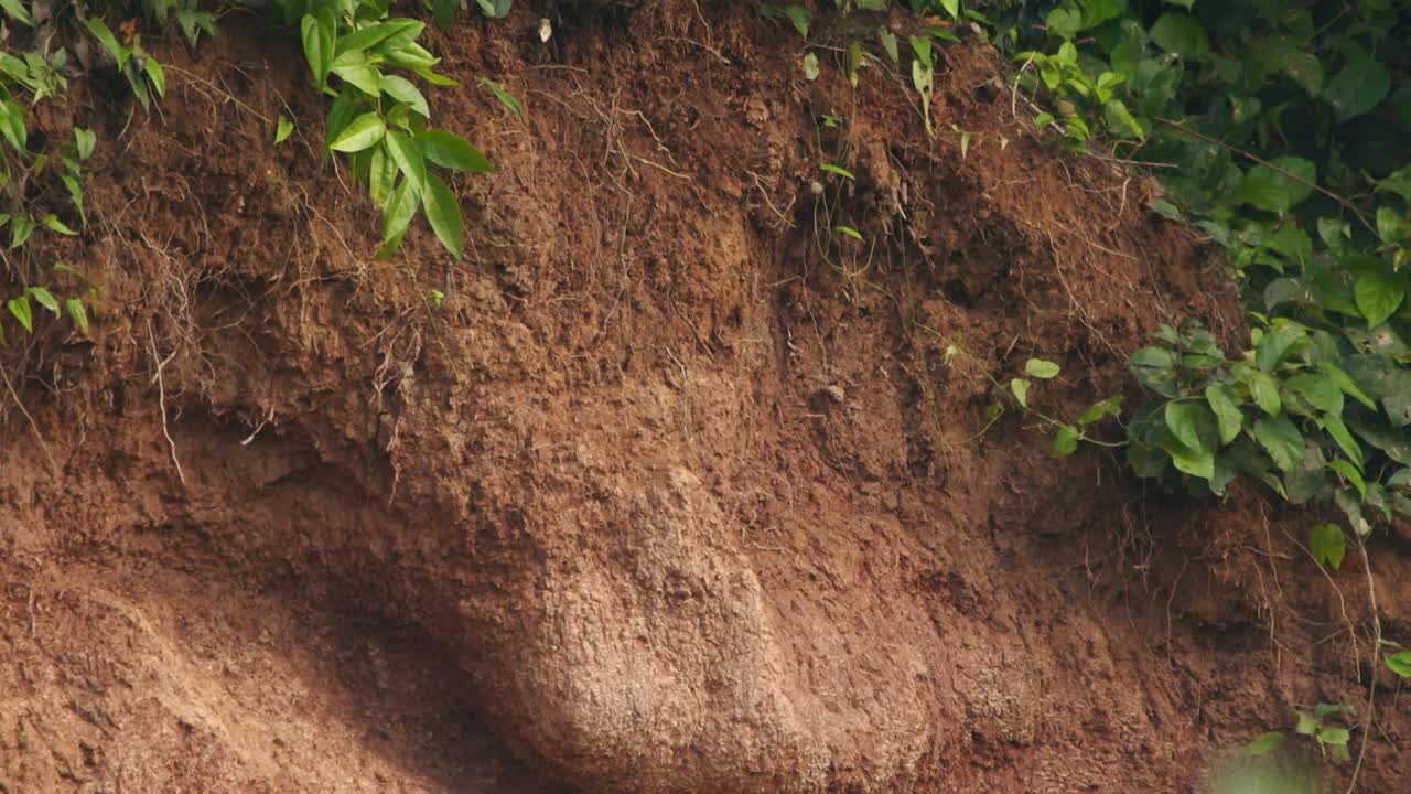 una ráfaga de alas escarlata llena el aire mientras los guacamayos despegan de la lechada de arcilla de chuncho.