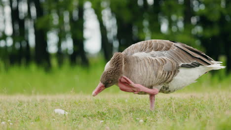 goose in a park