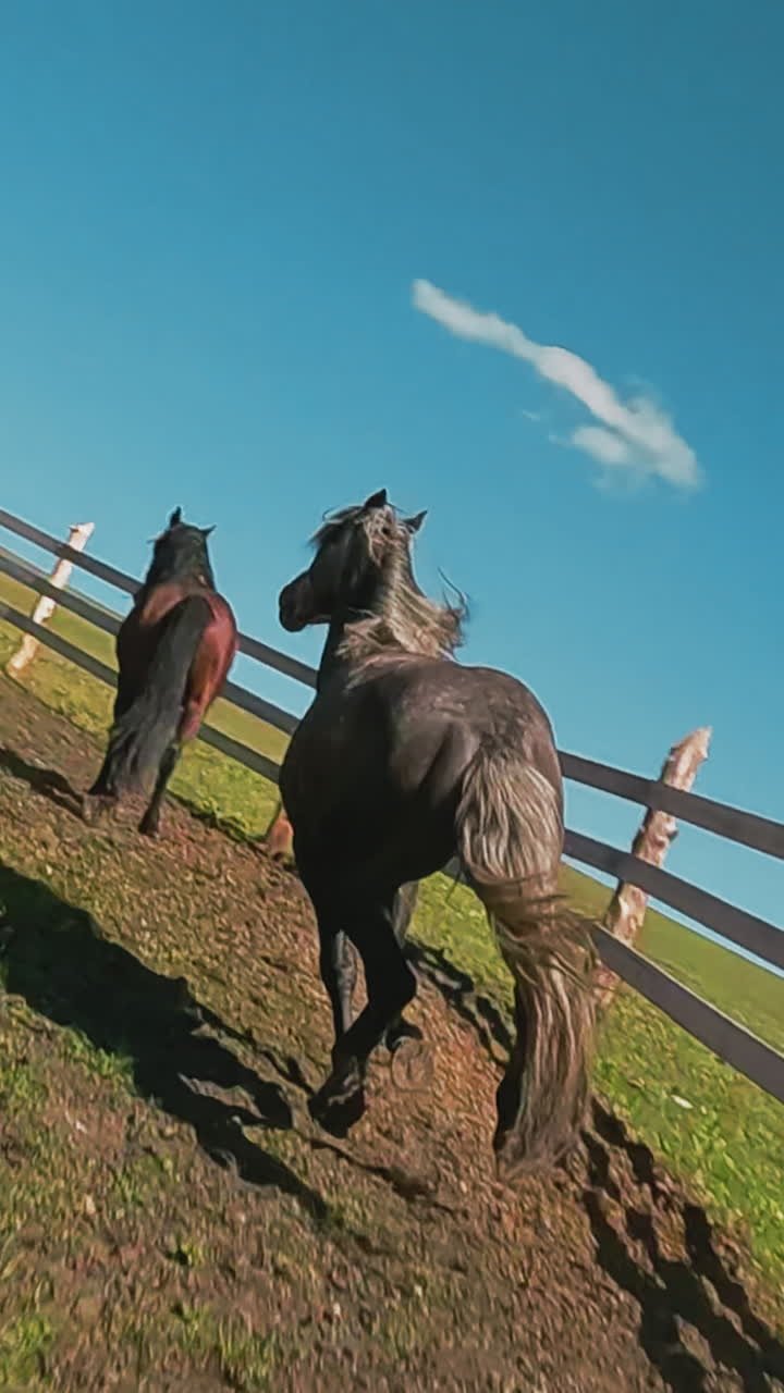 Active horse with waving tail canters along ground past wooden board fence at paddock first point view. Young stallion runs across field backside view