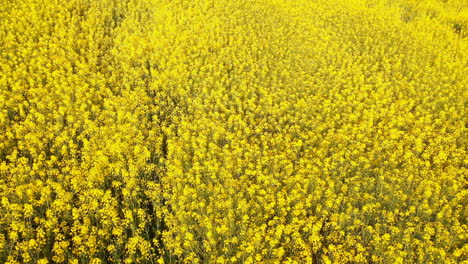 beautiful mustard field 4k