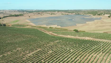 Technifizierte-Olivenplantage-Mit-Künstlicher-Bewässerung-Durch-Solarenergie