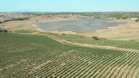 plantación de olivos tecnificados con riego artificial alimentado con energía solar