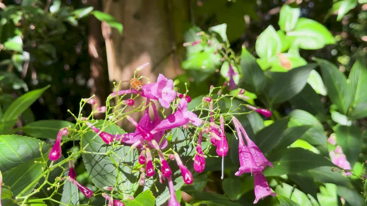 Bee collects nectar from vibrant Strobilanthes cusia blossoms in bright, natural garden lighting